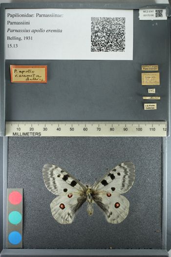 Media type: image;   Entomology 175190